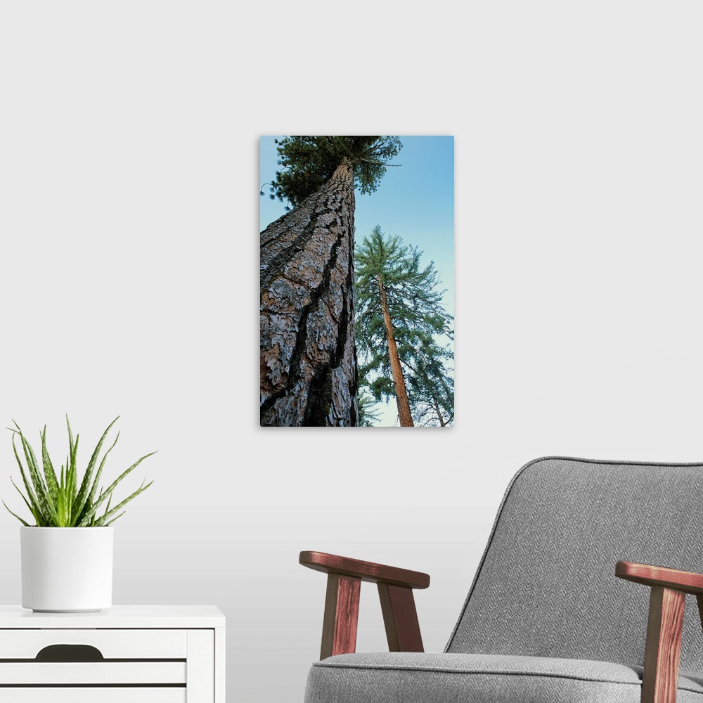 A modern room featuring Ponderosa pine trees (Pinus ponderosa). Photographed in Kings Canyon National Park, California, USA.