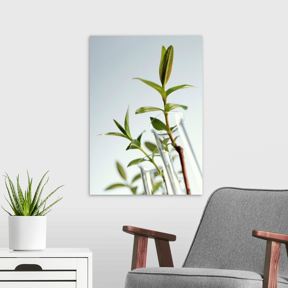 A modern room featuring Plant biotechnology. Conceptual image of plants in test tubes. This could represent the laborator...