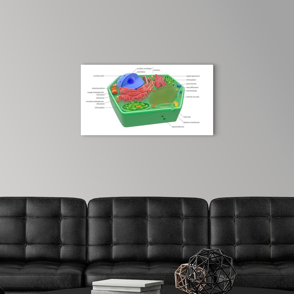 A modern room featuring Plant cell components and organelles, illustration. The cell wall (dark green) is lined with a pl...