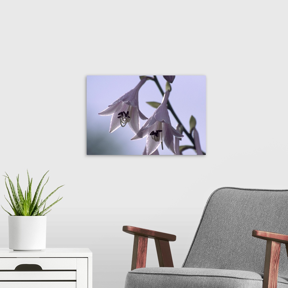 A modern room featuring Plantain lily flowers (Hosta sp.).