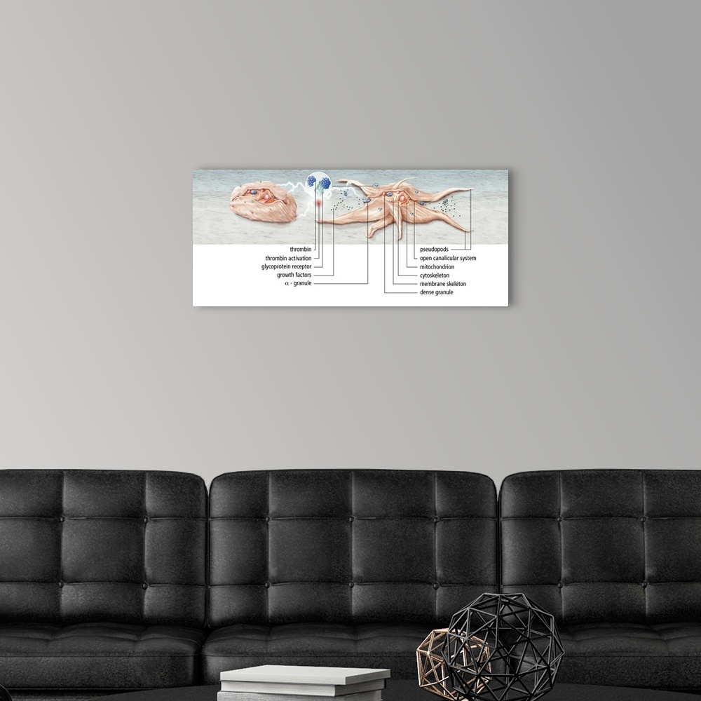 A modern room featuring Platelet activation. Artwork showing the activation of a platelet, or thrombocyte. Platelets are ...