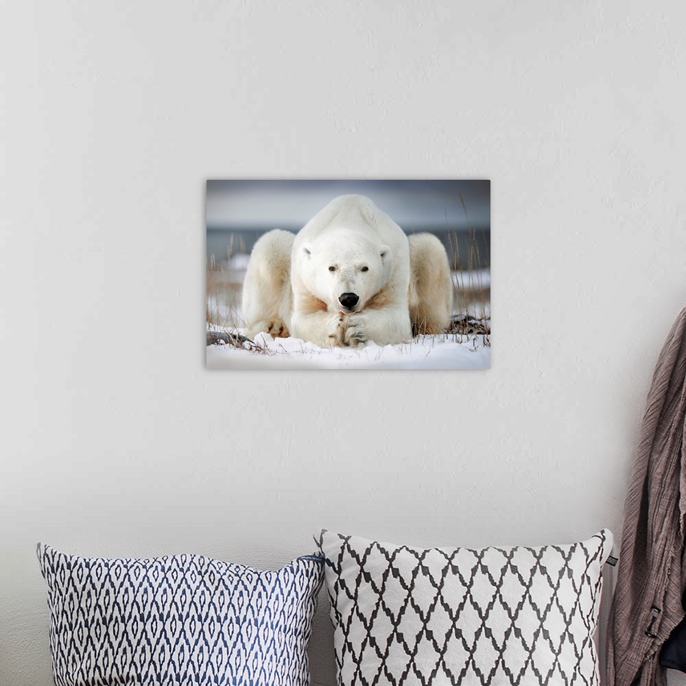 A bohemian room featuring Polar bear lying on the ice. Churchill, Canada.