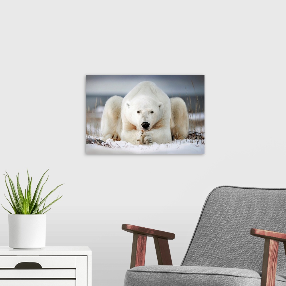 A modern room featuring Polar bear lying on the ice. Churchill, Canada.
