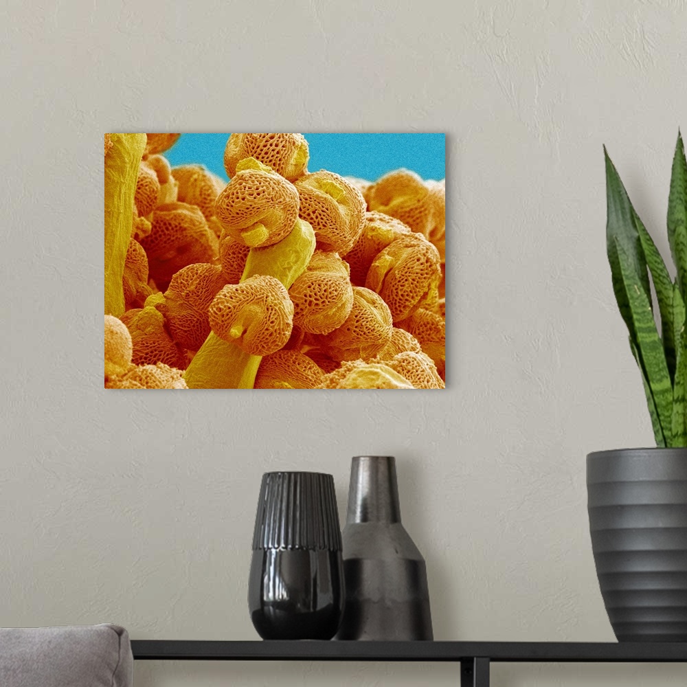 A modern room featuring Pollen grains. Coloured scanning electron micrograph (SEM) of pollen grains (orange) on the pisti...