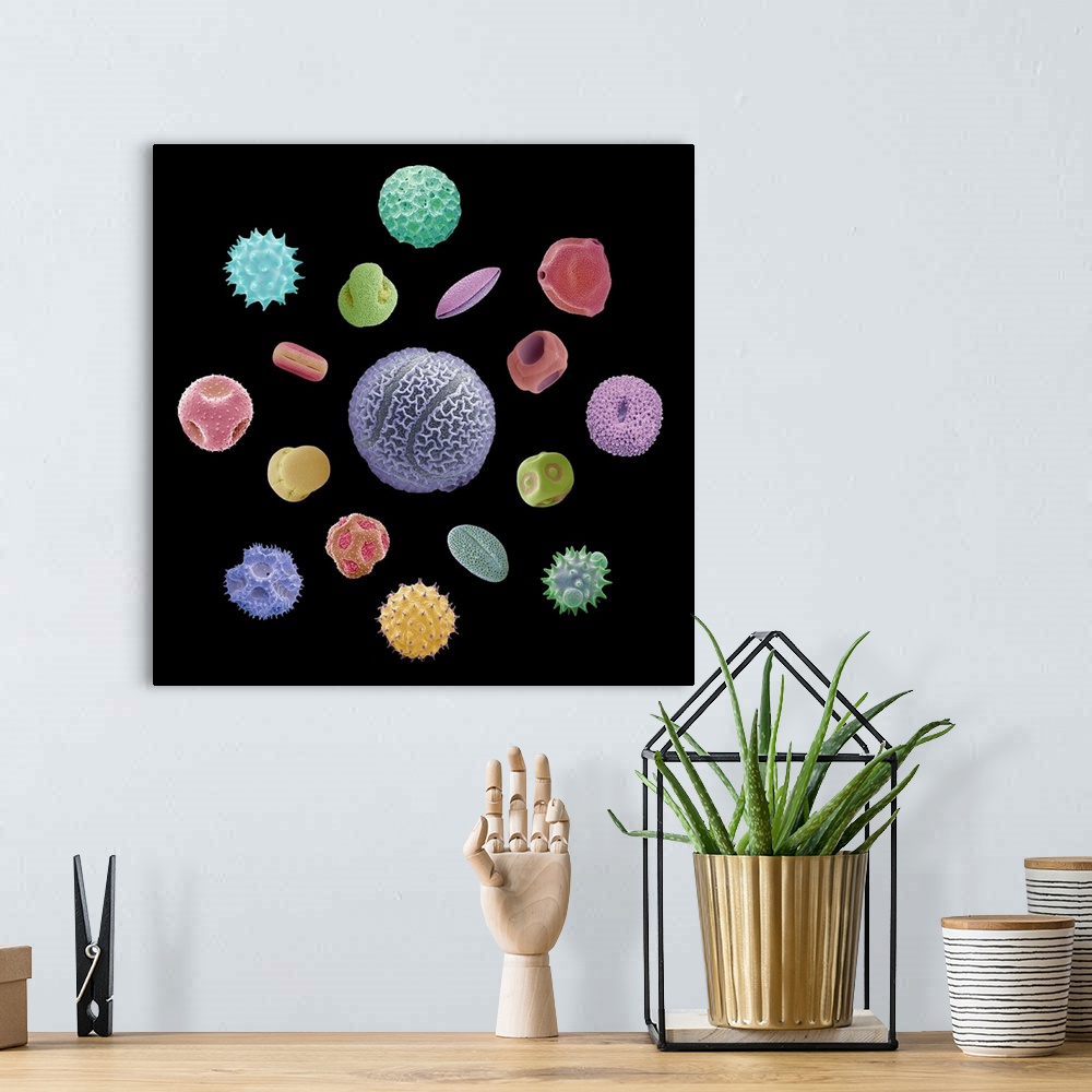 A bohemian room featuring Pollen grains. Coloured scanning electron micrographs (SEM) of pollen grains from a variety of pl...
