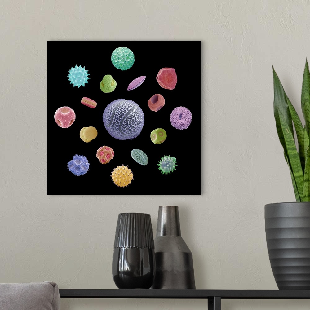 A modern room featuring Pollen grains. Coloured scanning electron micrographs (SEM) of pollen grains from a variety of pl...