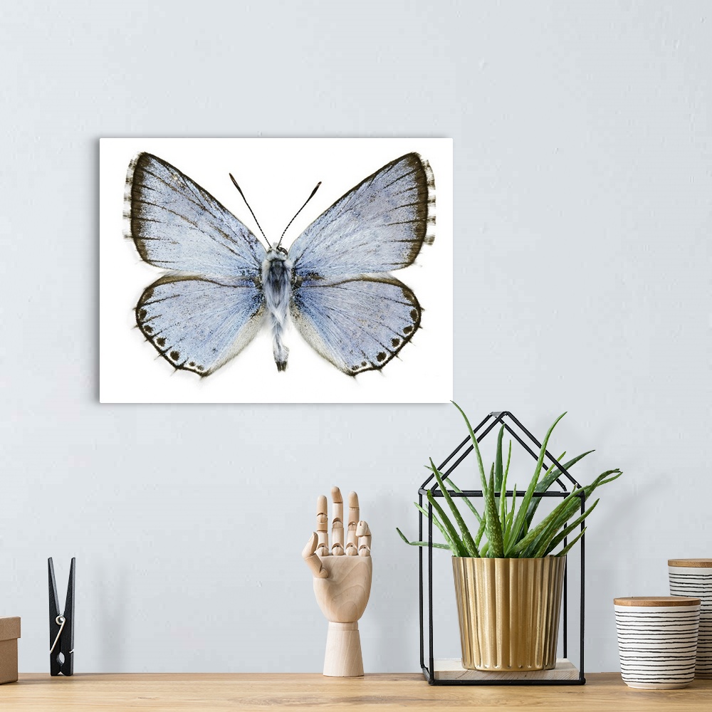 A bohemian room featuring Polyommatus caelestissima butterfly. This butterfly is found in the Palaearctic ecozone. Specimen...
