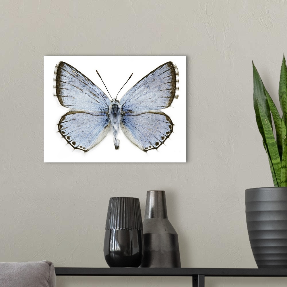 A modern room featuring Polyommatus caelestissima butterfly. This butterfly is found in the Palaearctic ecozone. Specimen...