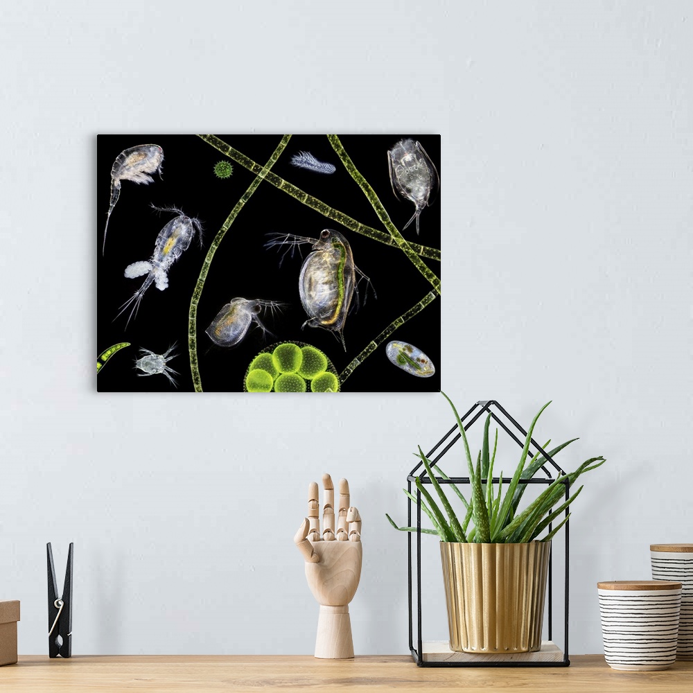 A bohemian room featuring Pond life, macrophotograph. At centre are two water fleas (Daphnia sp.). A copepod (Cyclops sp.) ...