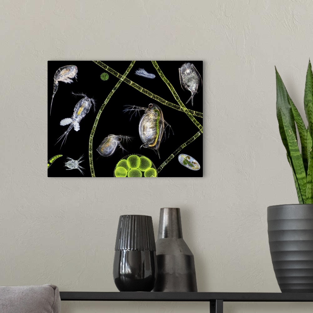 A modern room featuring Pond life, macrophotograph. At centre are two water fleas (Daphnia sp.). A copepod (Cyclops sp.) ...