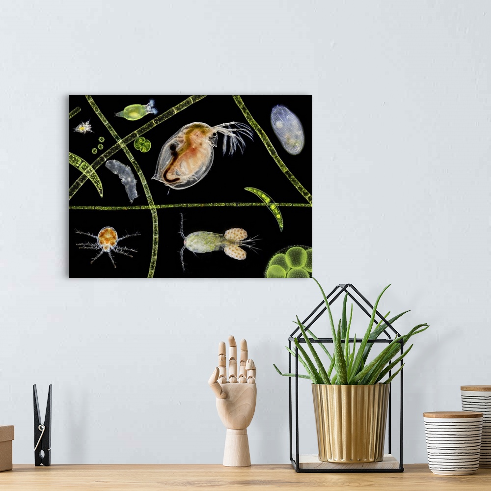 A bohemian room featuring Pond life, macrophotograph. At centre is a water flea (Daphnia sp.). A copepod (Cyclops sp.) carr...