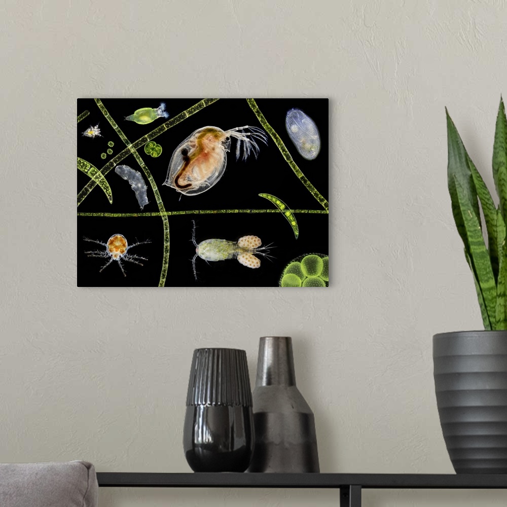 A modern room featuring Pond life, macrophotograph. At centre is a water flea (Daphnia sp.). A copepod (Cyclops sp.) carr...