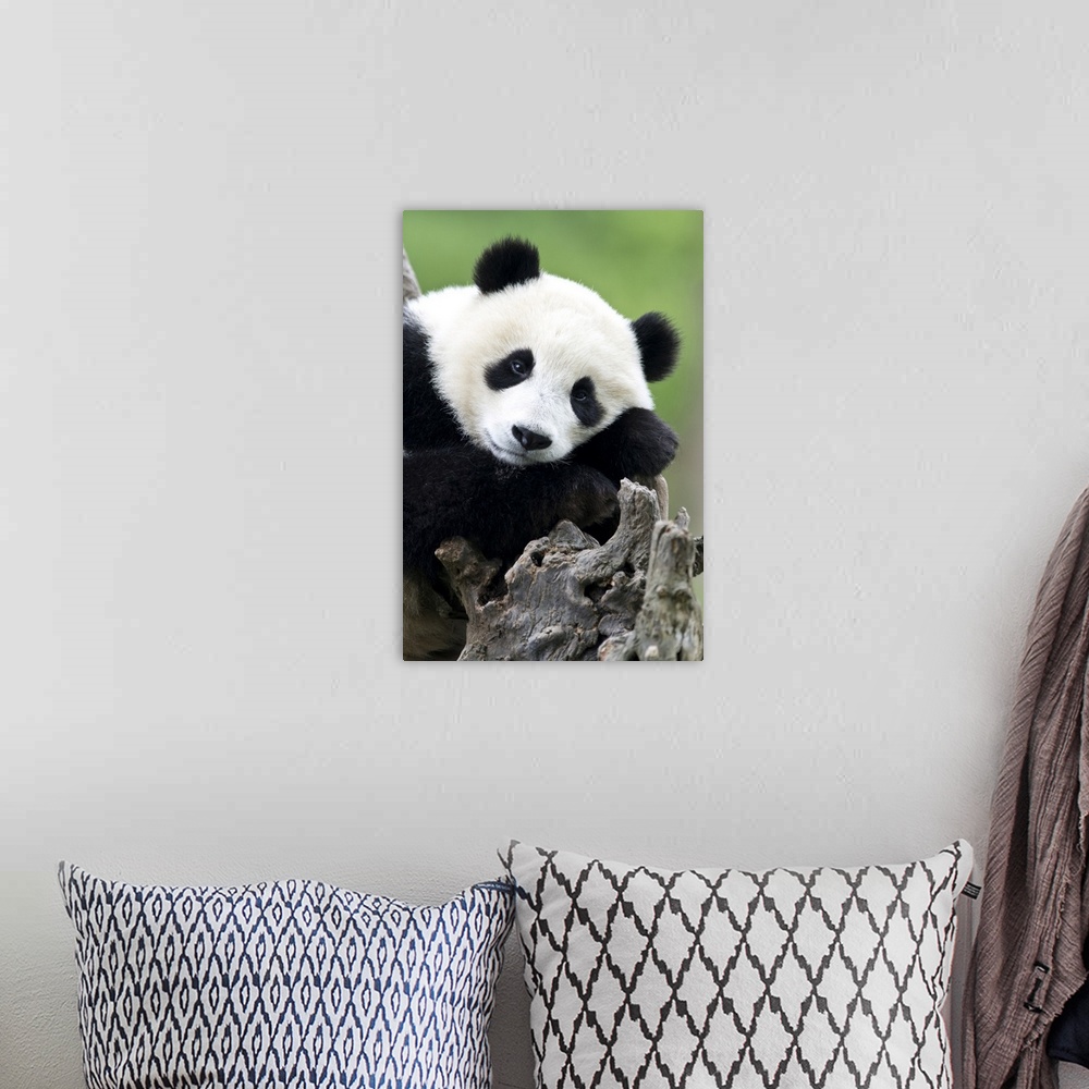 A bohemian room featuring Giant Pandas (Ailuropoda melanoleuca) are endemic to China and are native to central-western and ...