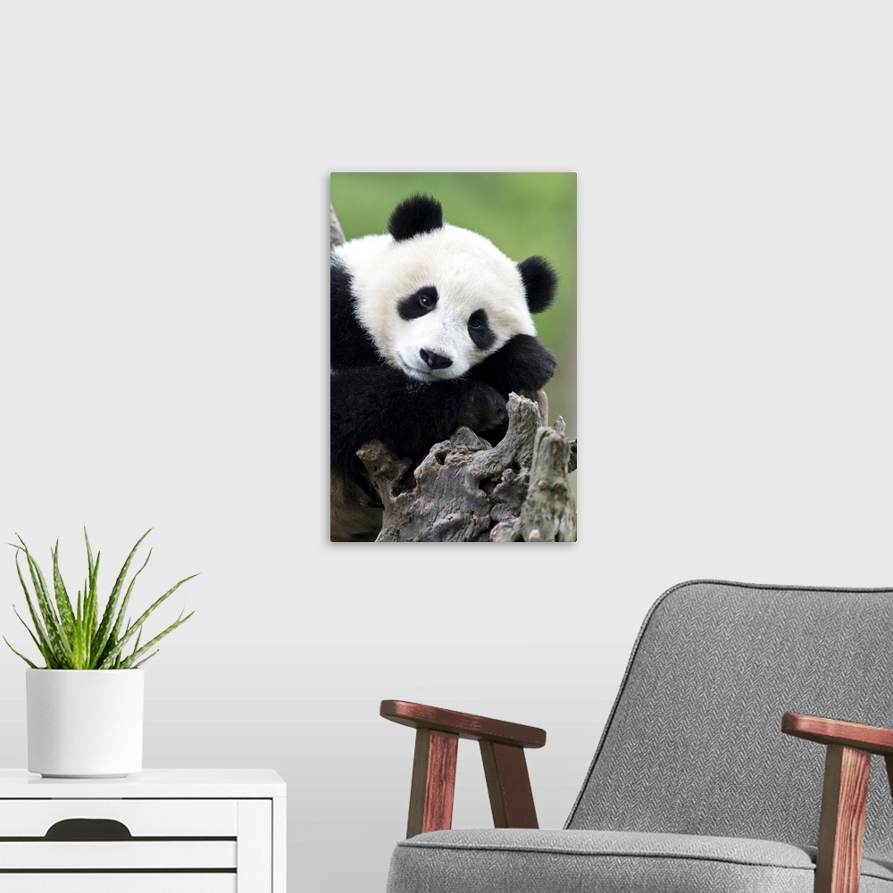 A modern room featuring Giant Pandas (Ailuropoda melanoleuca) are endemic to China and are native to central-western and ...