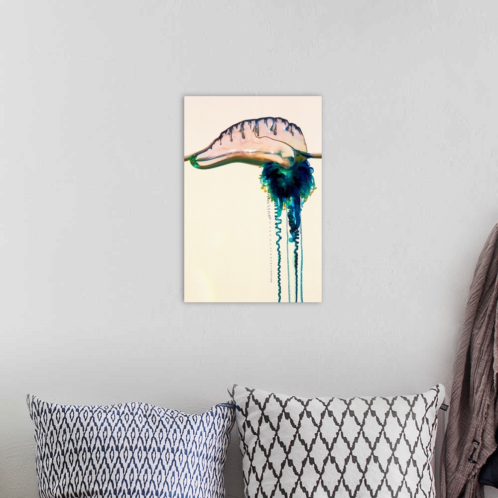 A bohemian room featuring Portuguese man-of-war (Physalia utriculus). Also known as a bluebottle, it is not one organism, i...