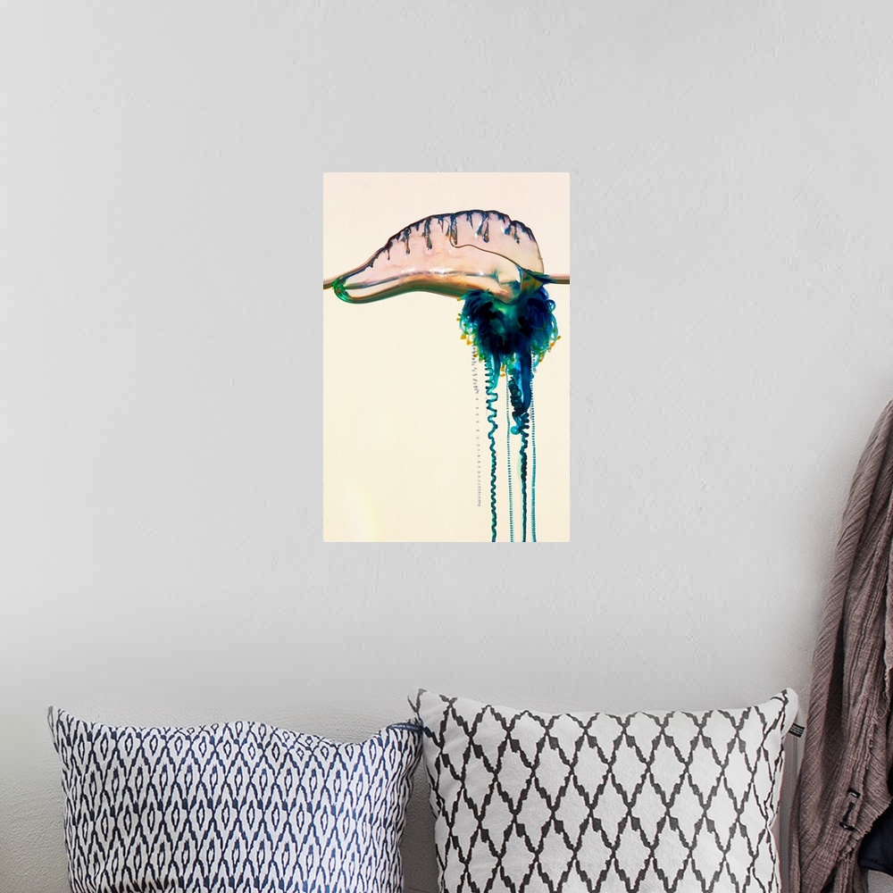 A bohemian room featuring Portuguese man-of-war (Physalia utriculus). Also known as a bluebottle, it is not one organism, i...