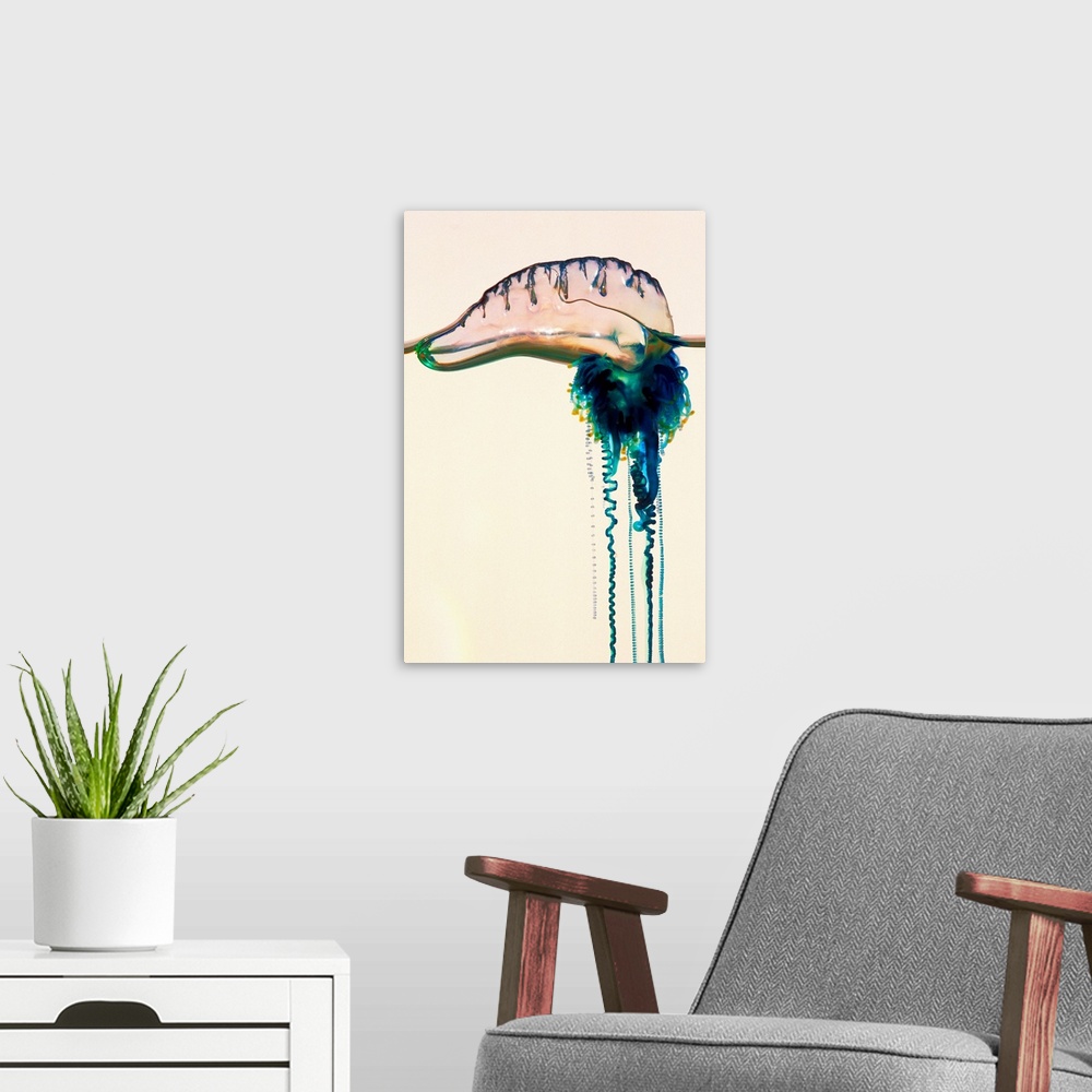 A modern room featuring Portuguese man-of-war (Physalia utriculus). Also known as a bluebottle, it is not one organism, i...