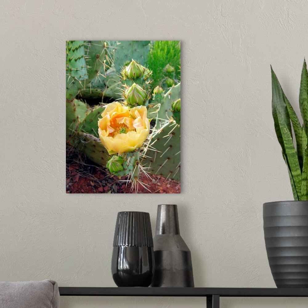 A modern room featuring Prickly pear cactus flower (Opuntia sp.). Photographed in Red Rock Canyon, Sedona, Arizona, USA.