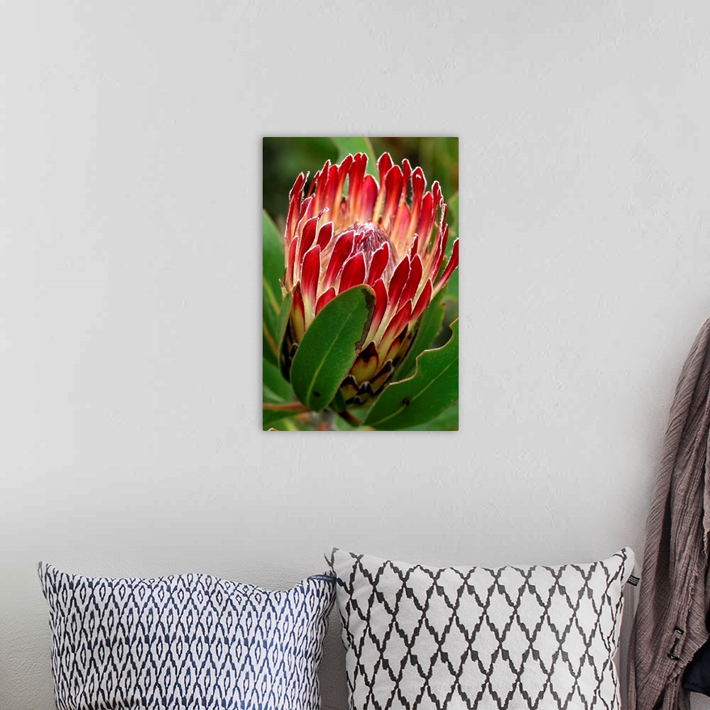 A bohemian room featuring Protea flower (Protea obtisifolia). Photographed at De Hoop Nature Reserve, South Africa.