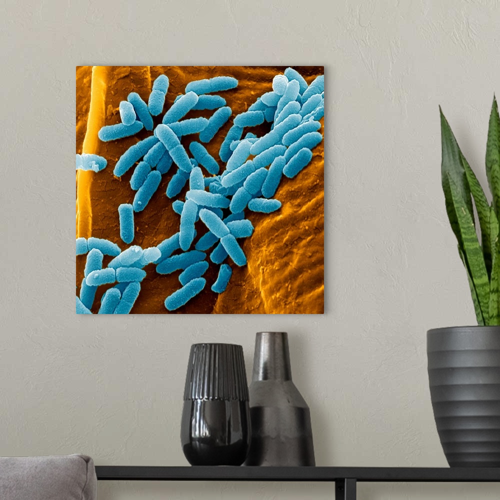 A modern room featuring Pseudomonas aeruginosa bacteria, coloured scanning electron micrograph (SEM). These Gram-negative...
