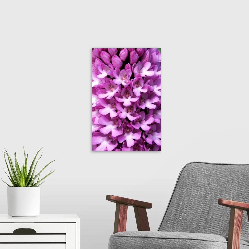 A modern room featuring Pyramidal orchid flowers (Anacamptis pyramidalis).
