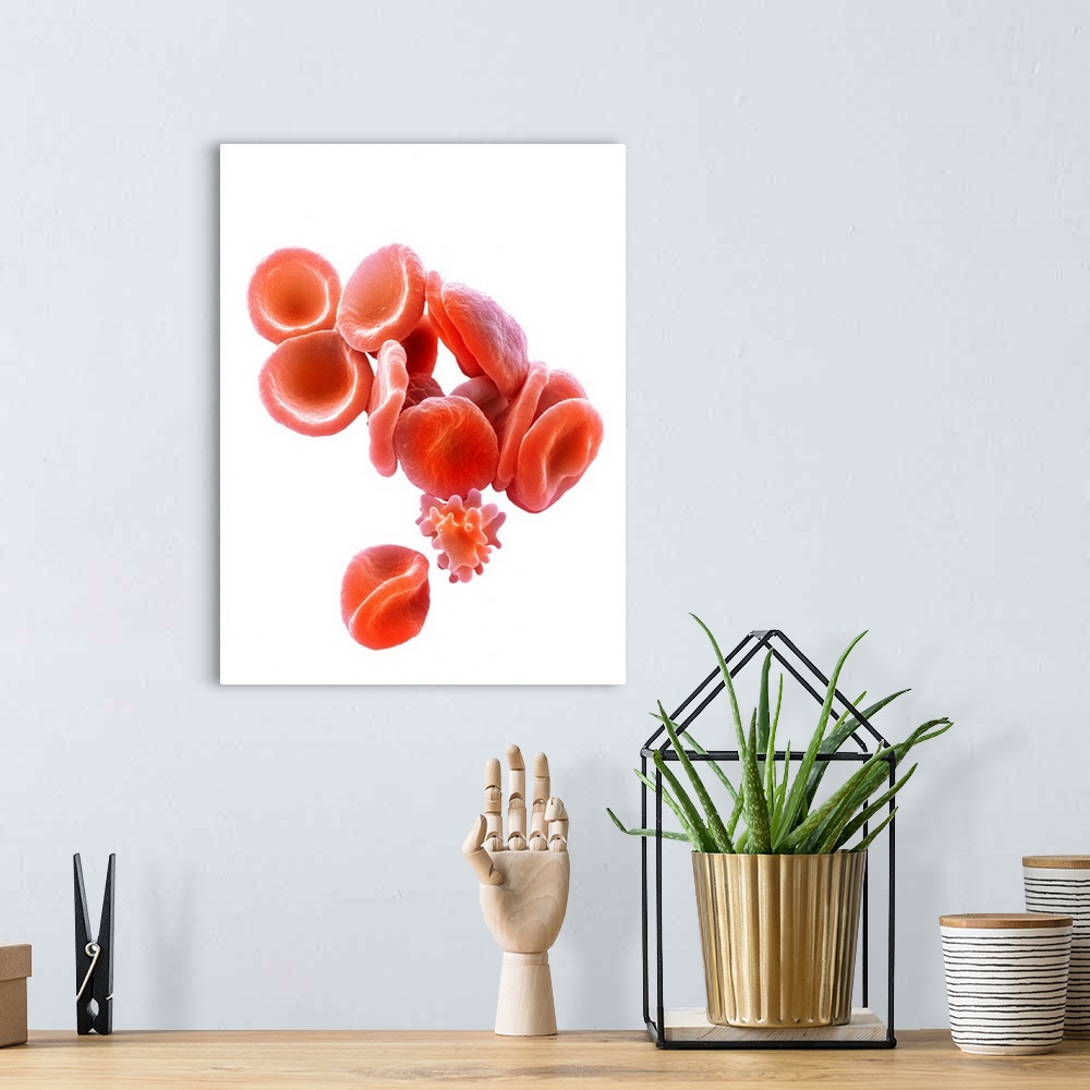A bohemian room featuring Red blood cells. Coloured scanning electron micrograph (SEM) of red blood cells (RBCs, erythrocyt...