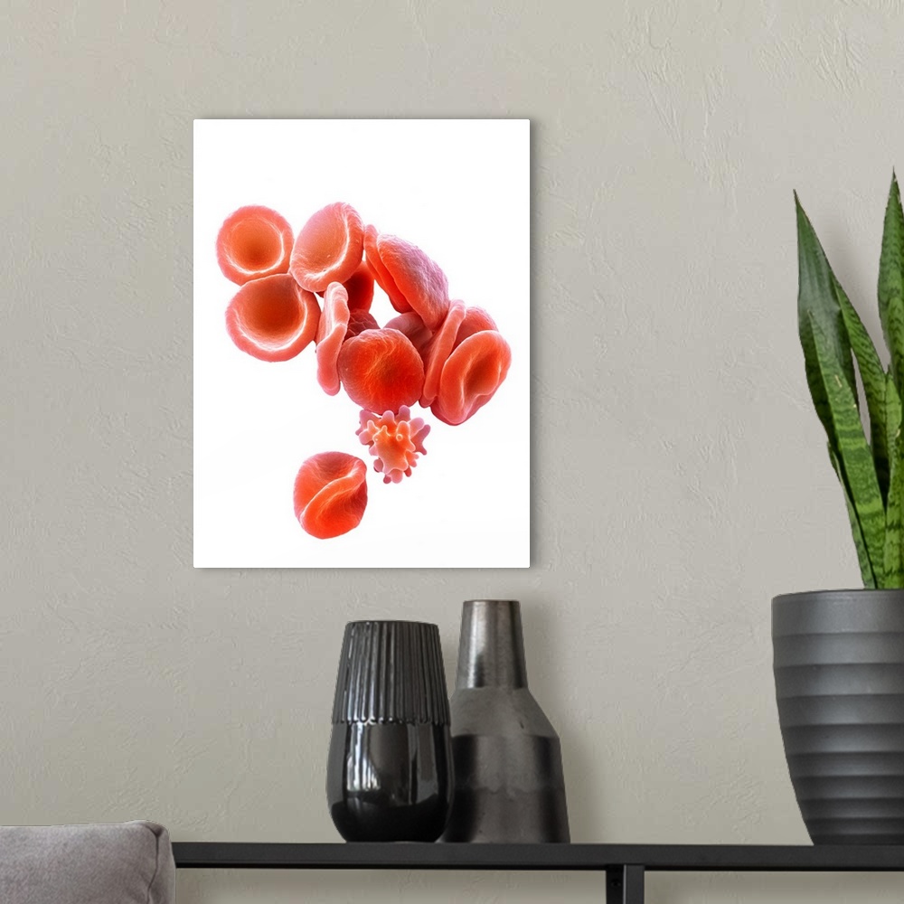 A modern room featuring Red blood cells. Coloured scanning electron micrograph (SEM) of red blood cells (RBCs, erythrocyt...