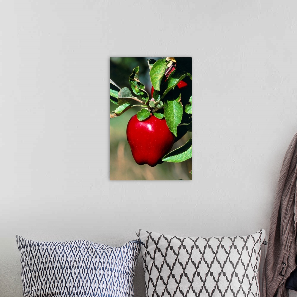 A bohemian room featuring Apples. A ripe Red Delicious apple on the branch of an apple tree. Photographed in Canada.