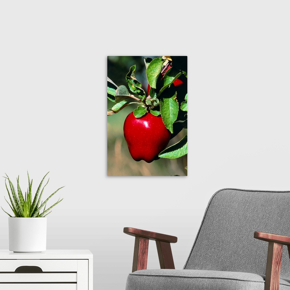 A modern room featuring Apples. A ripe Red Delicious apple on the branch of an apple tree. Photographed in Canada.