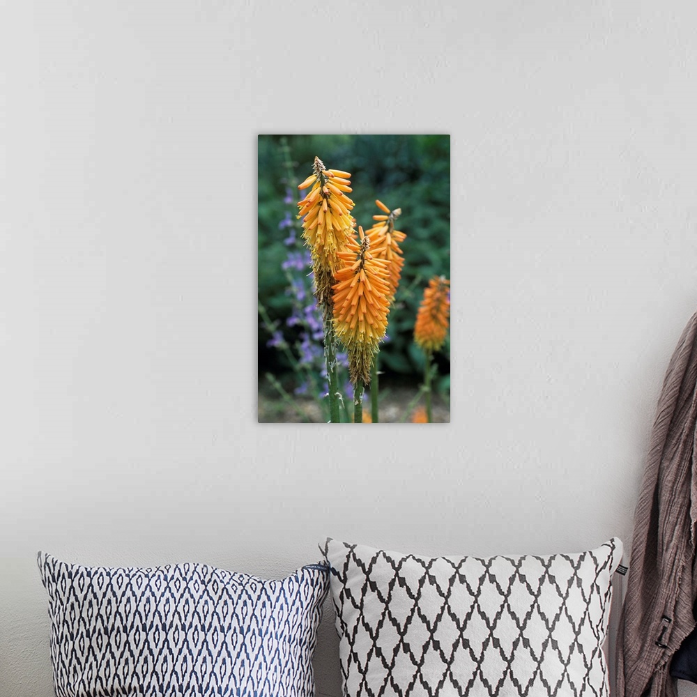 A bohemian room featuring Red hot poker flowers (Kniphofia ensiflora).