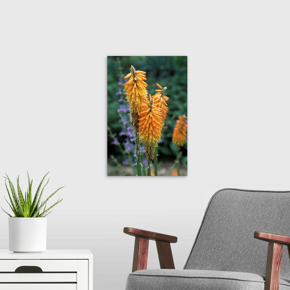 A modern room featuring Red hot poker flowers (Kniphofia ensiflora).
