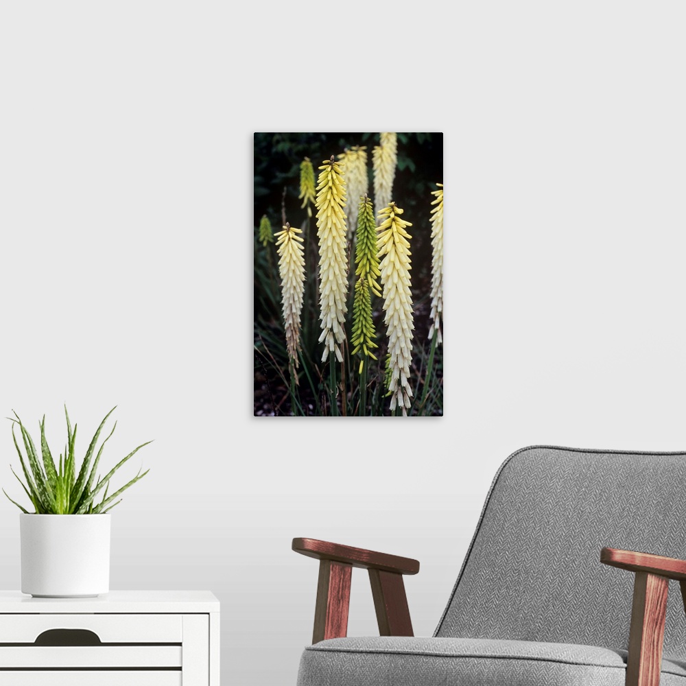 A modern room featuring Red hot poker flowers (Kniphofia 'Little Maid').