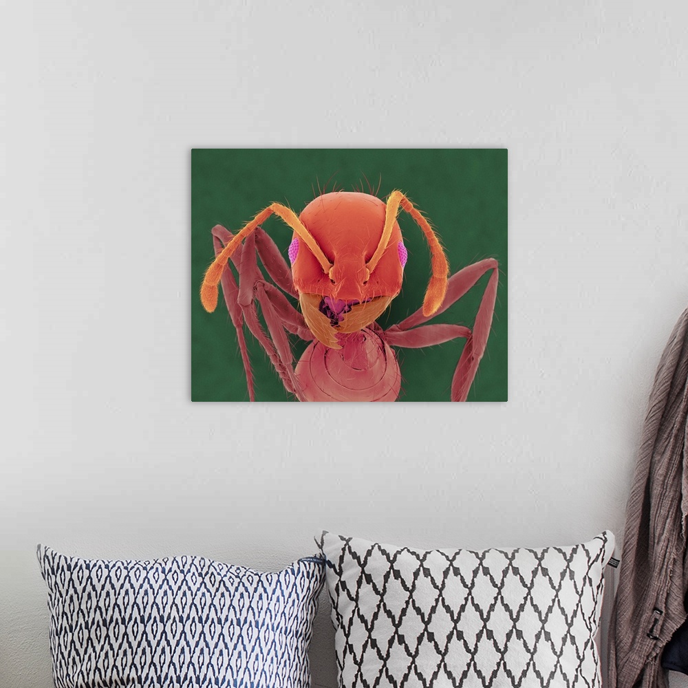 A bohemian room featuring Coloured scanning electron micrograph (SEM) of Red imported fire ant (Solenopsis invicta). The re...