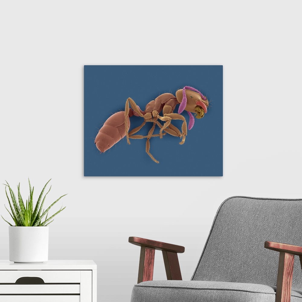 A modern room featuring Coloured scanning electron micrograph (SEM) of Red imported fire ant (Solenopsis invicta). The re...
