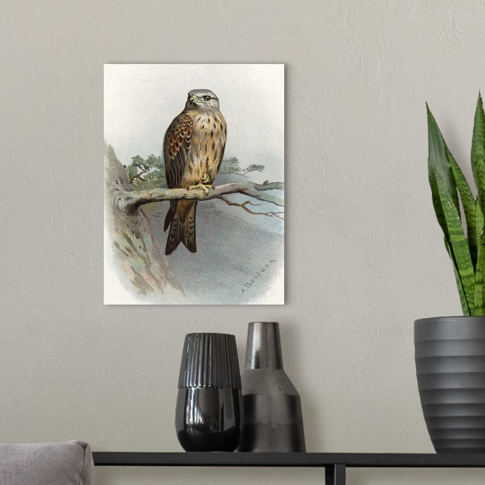 A modern room featuring Red kite. Historical artwork of a red kite (Milvus milvus) perched on a branch. This bird of prey...