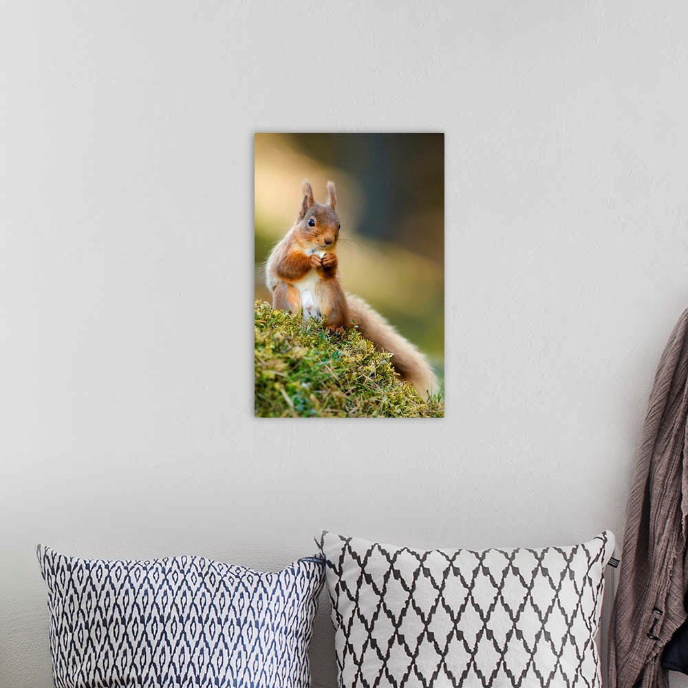 A bohemian room featuring Red squirrel (Sciurus vulgaris) feeding on the forest floor. Photographed in a Caledonian Scots p...