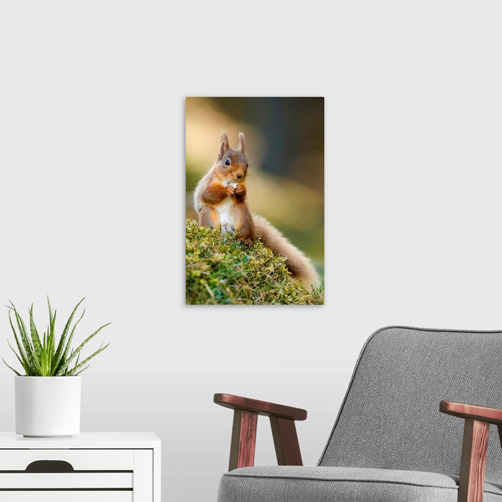 A modern room featuring Red squirrel (Sciurus vulgaris) feeding on the forest floor. Photographed in a Caledonian Scots p...