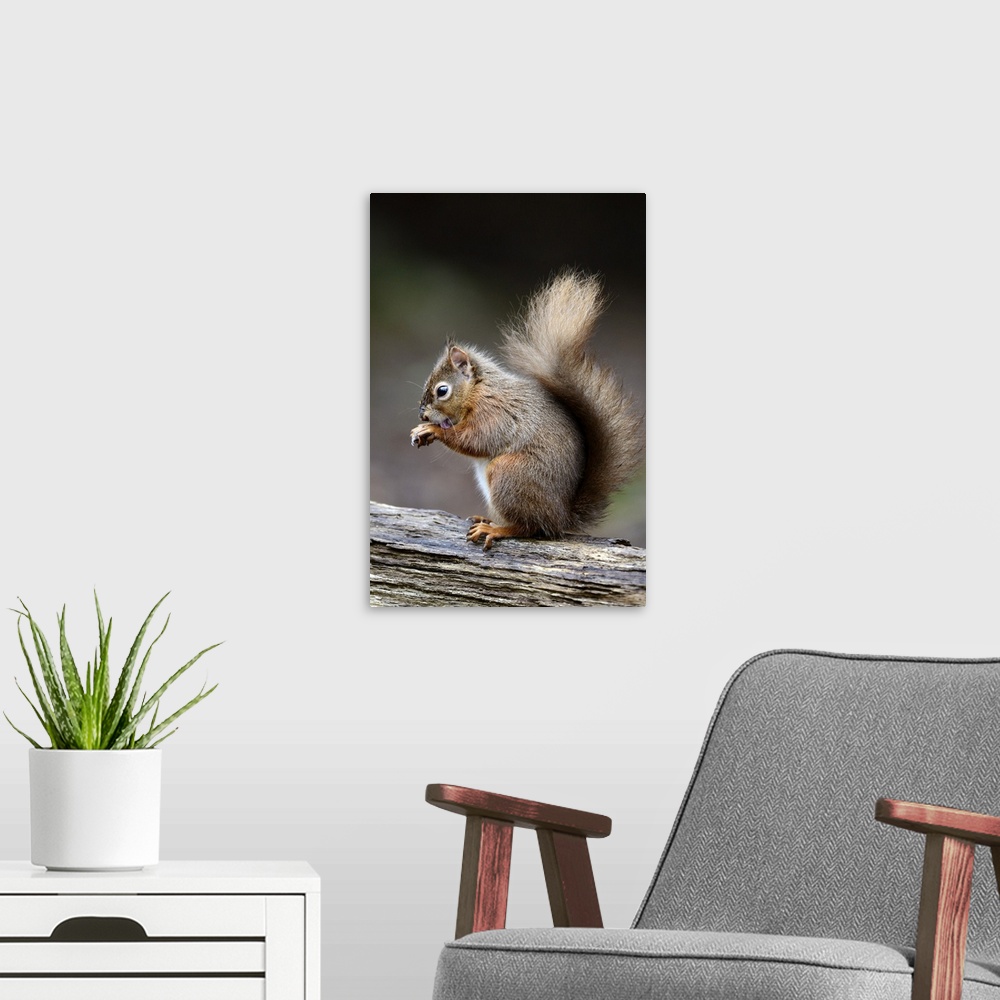 A modern room featuring Red squirrel grooming. Eurasian red squirrel (Sciurus vulgaris) on a tree, using its tongue to li...
