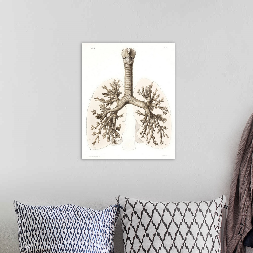 A bohemian room featuring Respiratory anatomy, 19th Century artwork. Historical hand coloured lithographic print showing th...