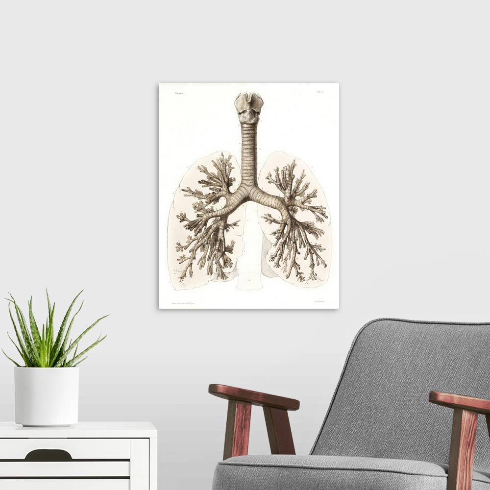 A modern room featuring Respiratory anatomy, 19th Century artwork. Historical hand coloured lithographic print showing th...