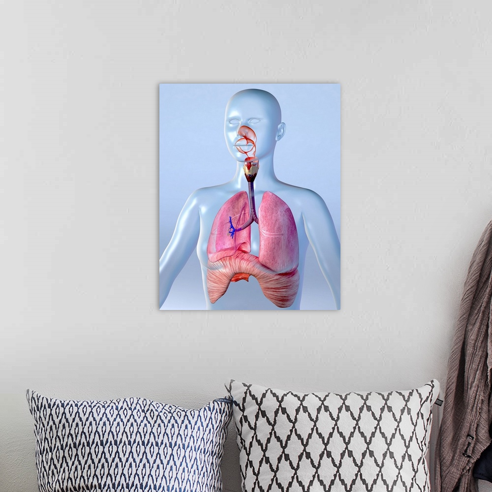 A bohemian room featuring Respiratory system. Computer artwork of a naked woman with a healthy respiratory system. Below th...