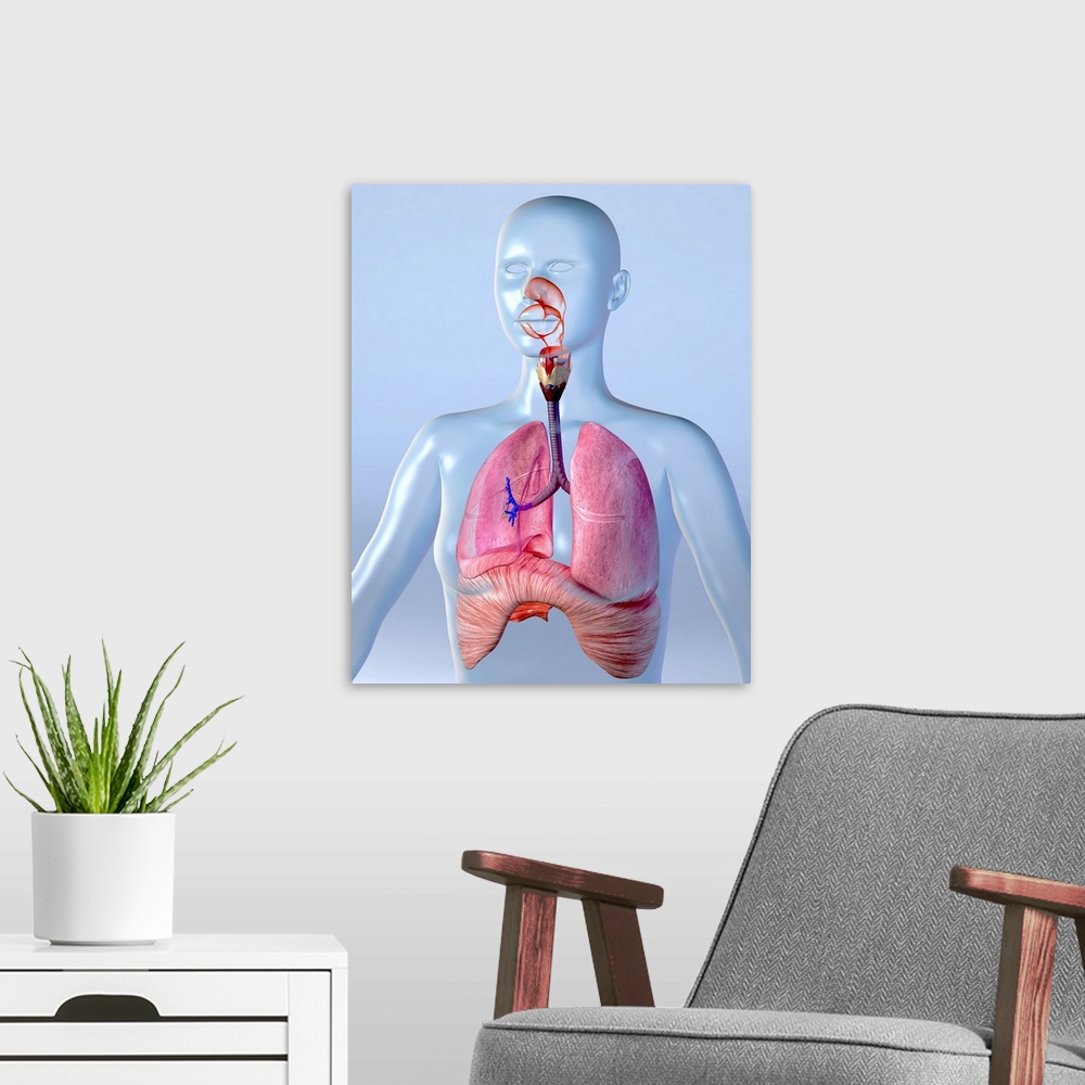 A modern room featuring Respiratory system. Computer artwork of a naked woman with a healthy respiratory system. Below th...