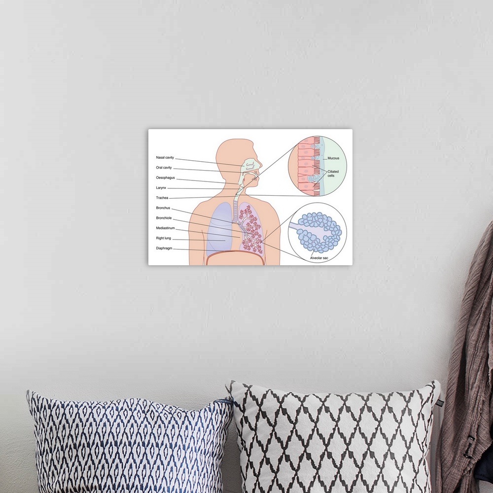 A bohemian room featuring Respiratory tract. Computer artwork showing the various stages and structures of the human respir...