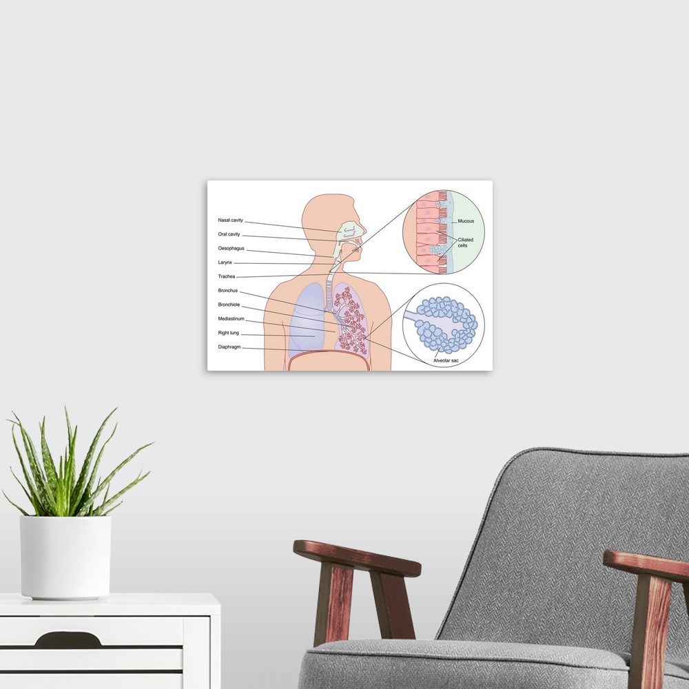 A modern room featuring Respiratory tract. Computer artwork showing the various stages and structures of the human respir...