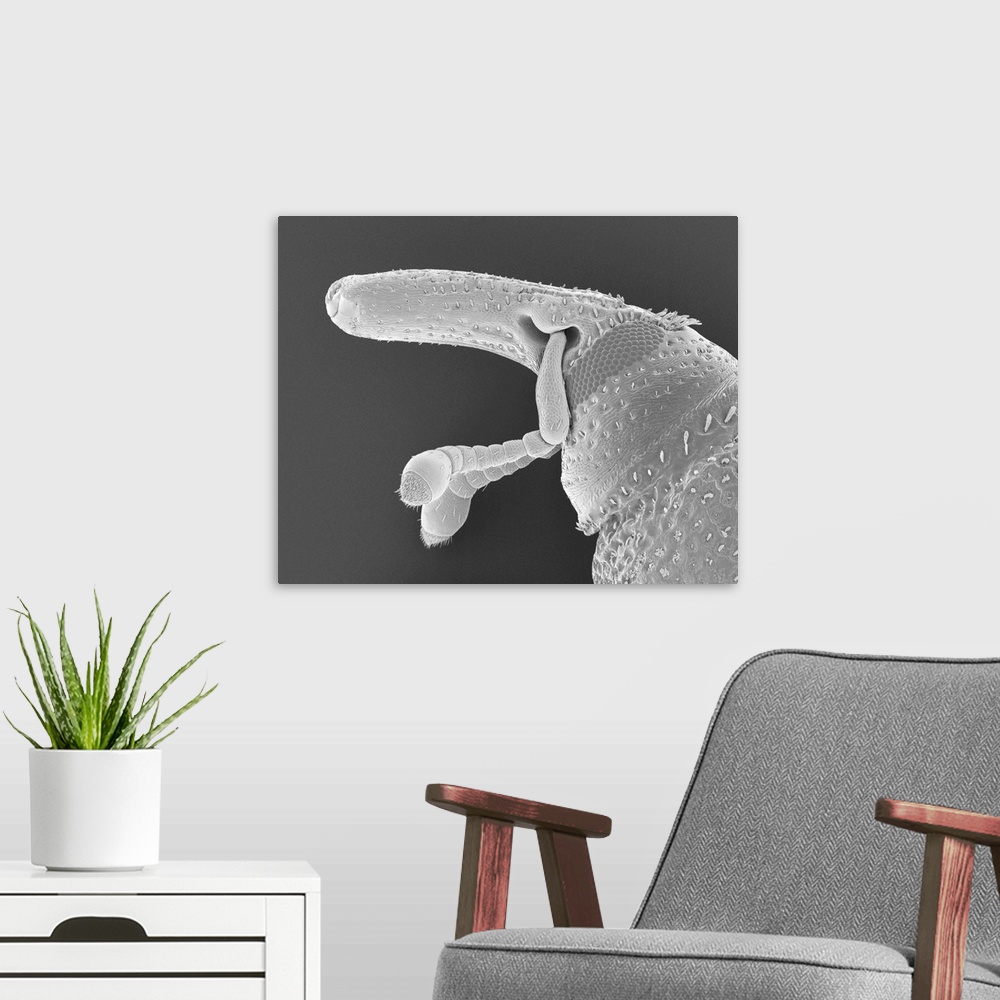 A modern room featuring Scanning electron micrograph (SEM) of Rice weevil head (Sitophilus oryzae). Sitophilus oryzae is ...