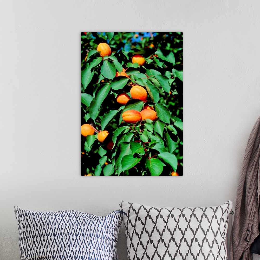 A bohemian room featuring Apricots. A branch of the apricot tree, Prunus armeniaca, laden with ripe apricots. Apricots are ...