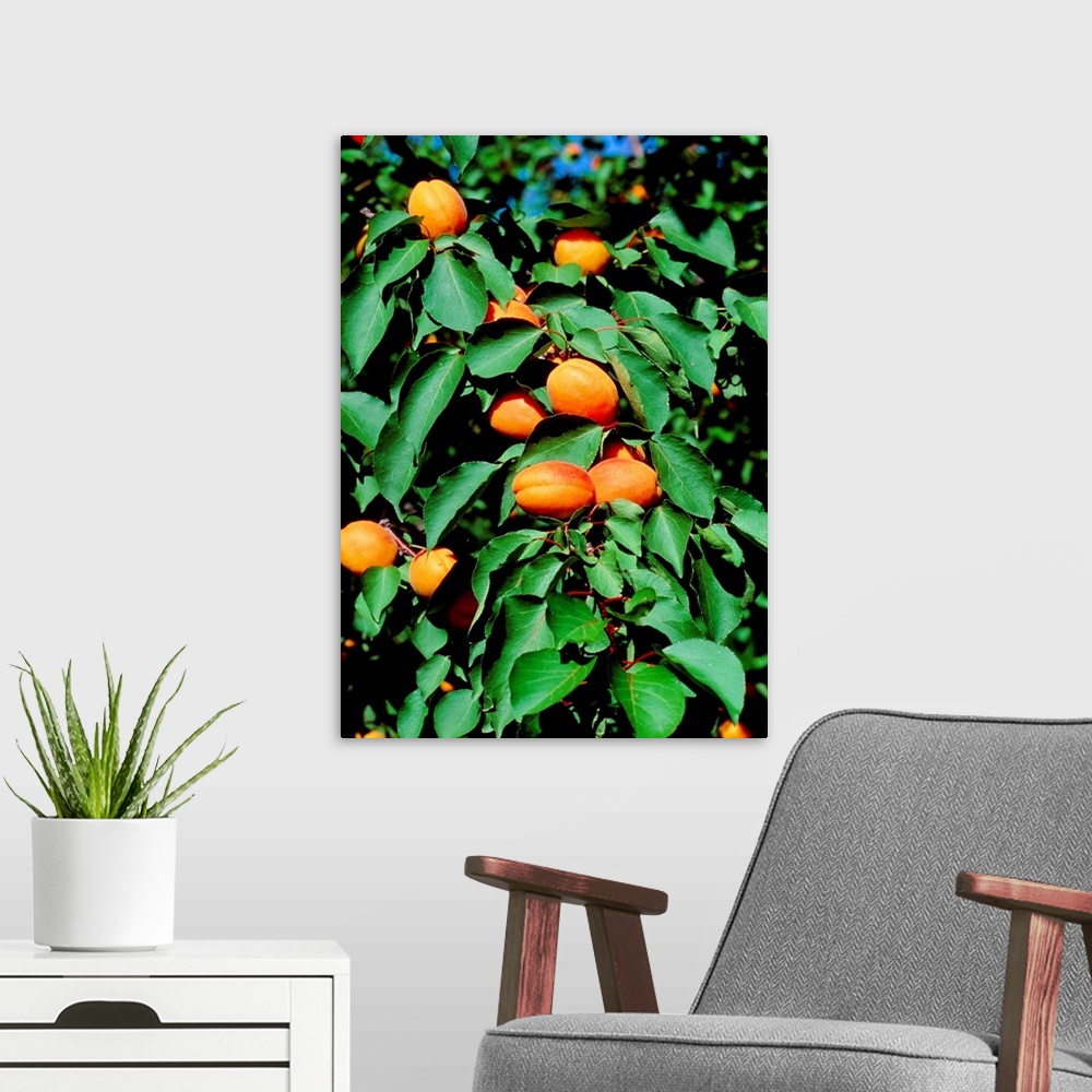 A modern room featuring Apricots. A branch of the apricot tree, Prunus armeniaca, laden with ripe apricots. Apricots are ...
