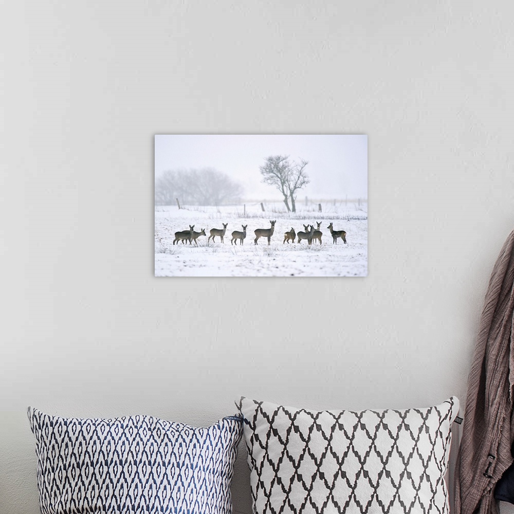 A bohemian room featuring Roe deer in winter. Roe deer (Capreolus capreolus) are widespread in Western Europe. They live ma...