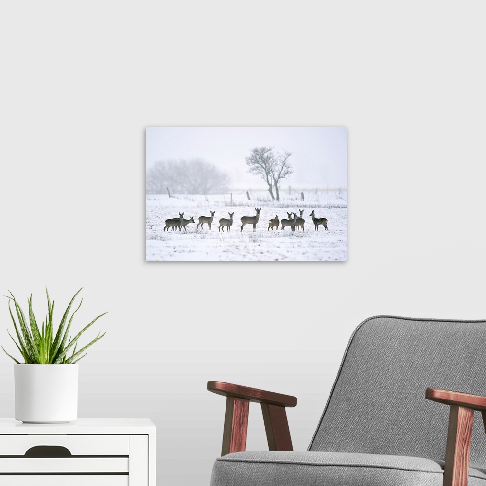 A modern room featuring Roe deer in winter. Roe deer (Capreolus capreolus) are widespread in Western Europe. They live ma...