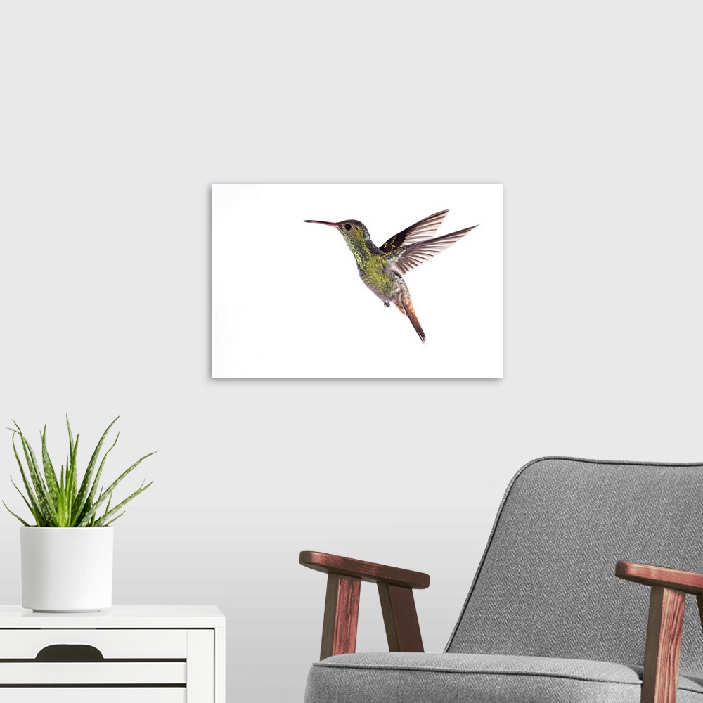 A modern room featuring Rufous-tailed hummingbird (Amazilia tzacatl) in flight. This bird reaches lengths of 10 to 12 cen...